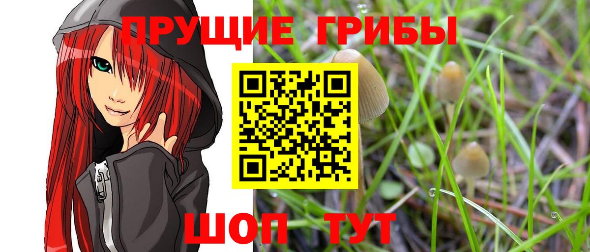 Кизилюрт  Галлюциногенные грибы Cubensis  Вход с VPN 